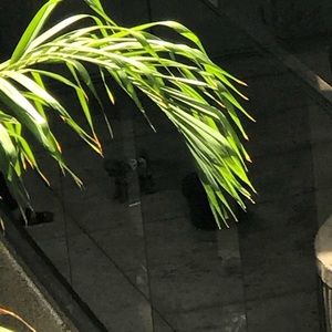 Meet your Posher, Tony